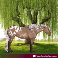Horse Color:White Spotted Silver Brown Dun Appaloosa Rabicano 