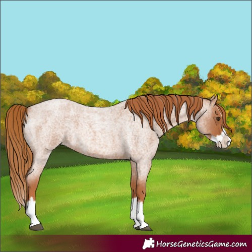 Horse Color:Red Roan Splash 