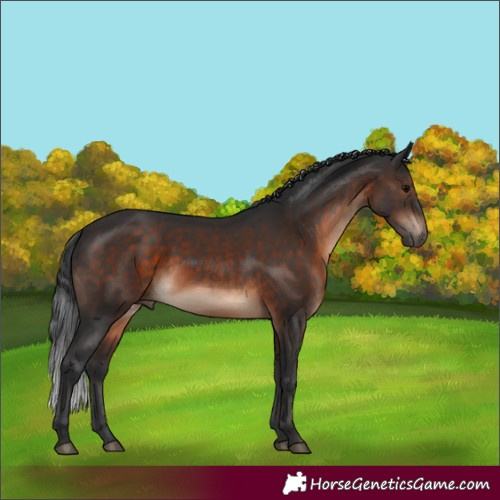 Horse Color:Brown 