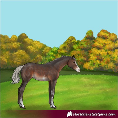 Horse Color:Silver Brown Sabino Rabicano 