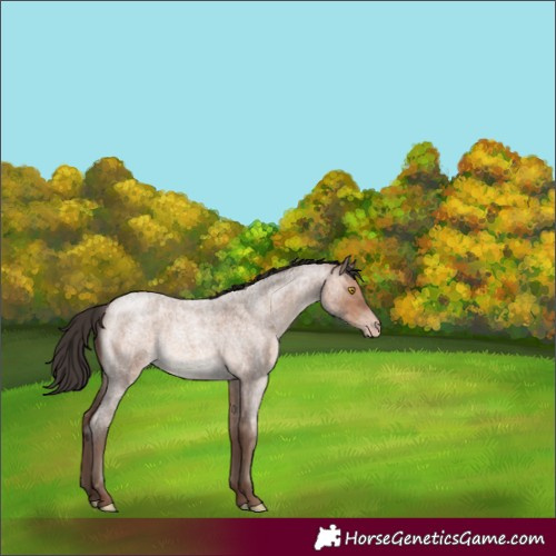 Horse Color:Sable Champagne Roan 