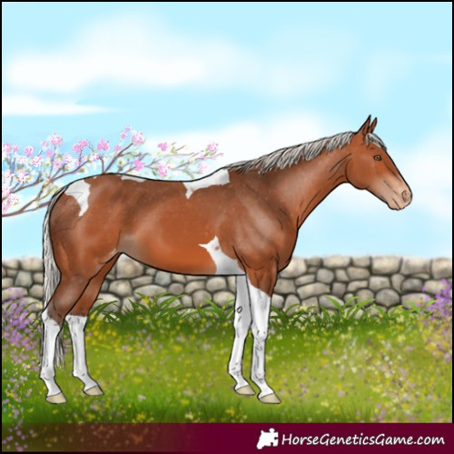 Horse Color:Silver Bay Tobiano Varnish