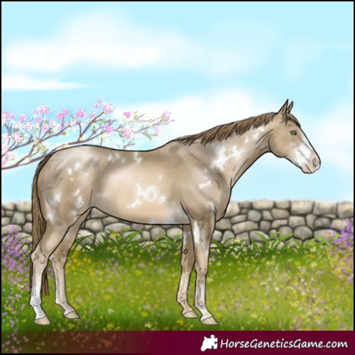 Horse Color:White Spotted Smoky Black Pearl Sabino