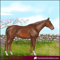 Horse Color:Chestnut Appaloosa
