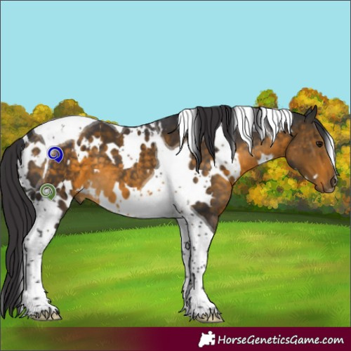 Horse Color:White Spotted Buckskin Tobiano 