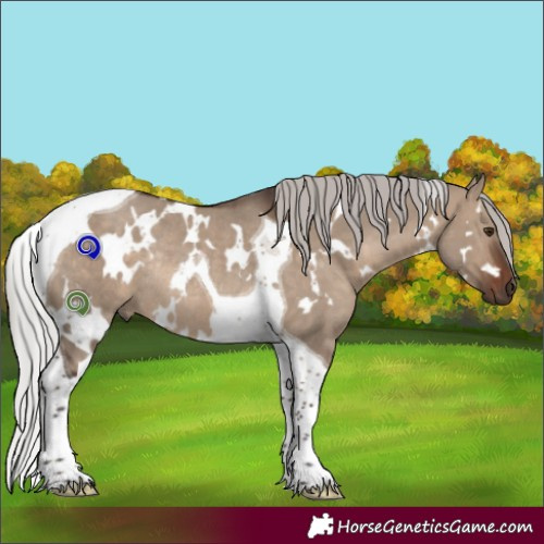 Horse Color:White Spotted Silver Brown Dun Tobiano Rabicano 