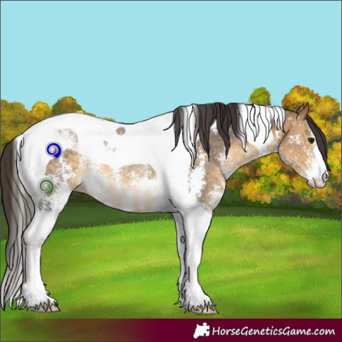 Horse Color:Buckskin Sabino Tobiano Rabicano 