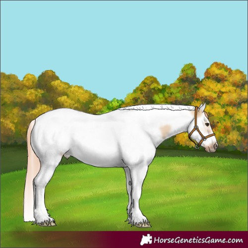 Horse Color:Red Dun Splash Tobiano Frame 