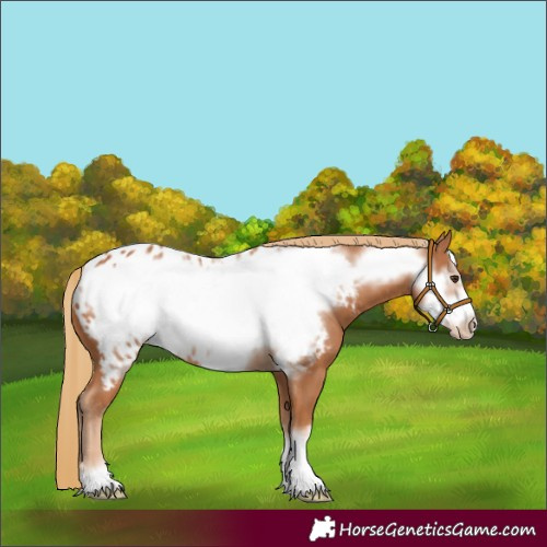 Horse Color:Chestnut Frame Appaloosa 