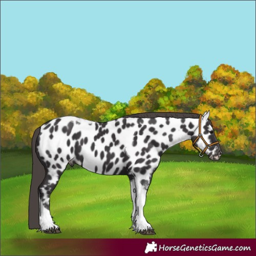 Horse Color:Smoky Black Tobiano Near Leopard 