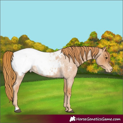 Horse Color:Red Roan Snowcap 