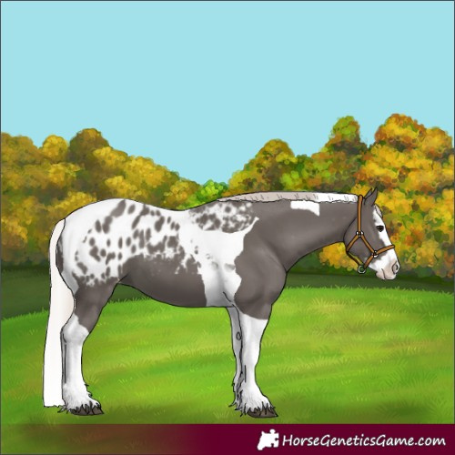 Horse Color:Silver Black Splash Tobiano Appaloosa 