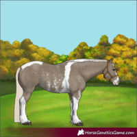 Horse Color:Silver Smoky Black Sabino Tobiano