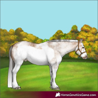 Horse Color:White Spotted Bay Dun Splash Frame 
