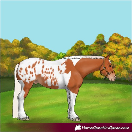 Horse Color:Silver Bay Tobiano Appaloosa 