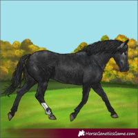 Horse Color:Black and Gray Black