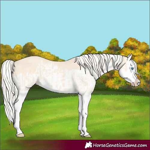Horse Color:Cremello Splash  and Cremello Splash Rabicano 