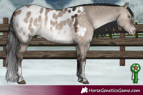 Horse Color:Brown Dun Mushroom Sabino Tobiano Near Leopard Rabicano 