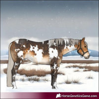 Horse Color:White Spotted Silver Buckskin 