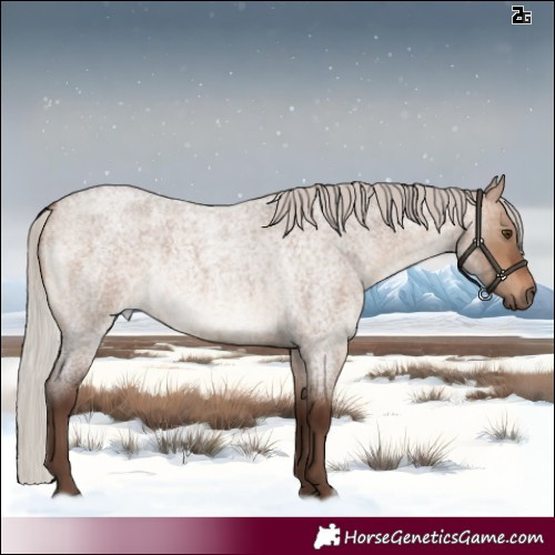 Horse Color:Silver Brown Roan Dun Rabicano 