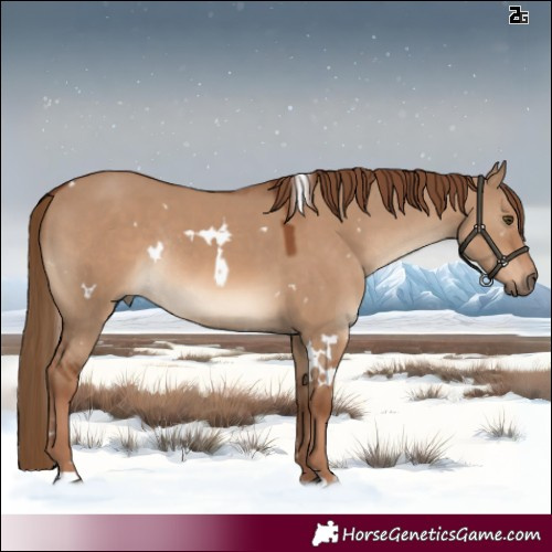 Horse Color:White Spotted Red Dun Rabicano 