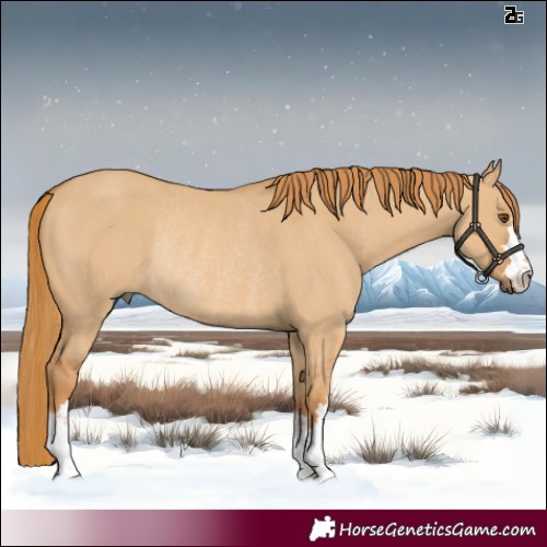 Horse Color:Red Dun Rabicano 