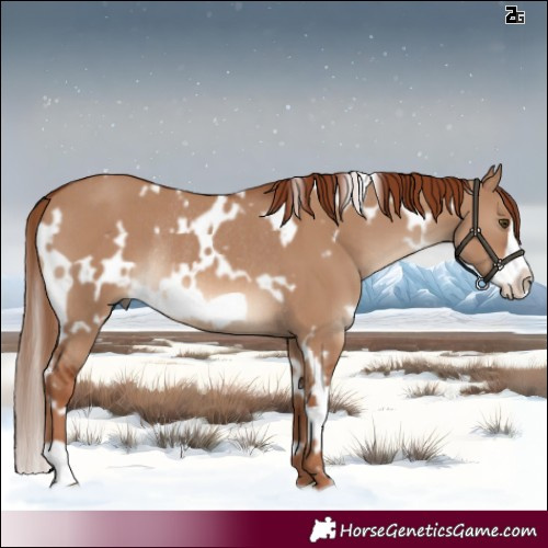 Horse Color:White Spotted Red Dun Frame Rabicano 