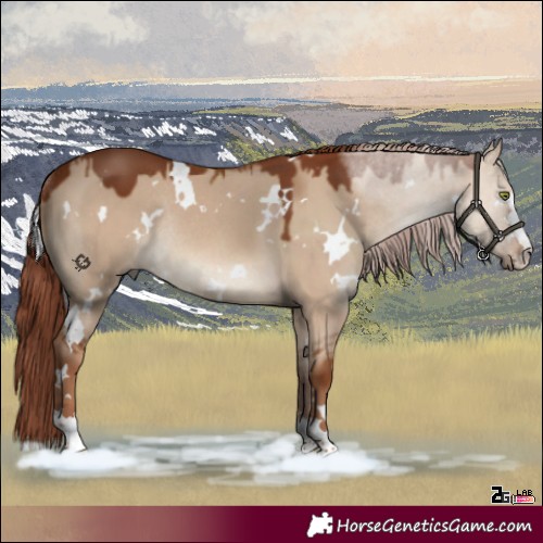 Horse Color:White Spotted Red Dun Rabicano 