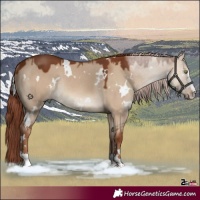 Horse Color:White Spotted Red Dun Rabicano