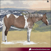 Horse Color:Silver Brown Dun Tobiano Rabicano