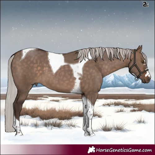 Horse Color:Silver Brown Dun Tobiano 