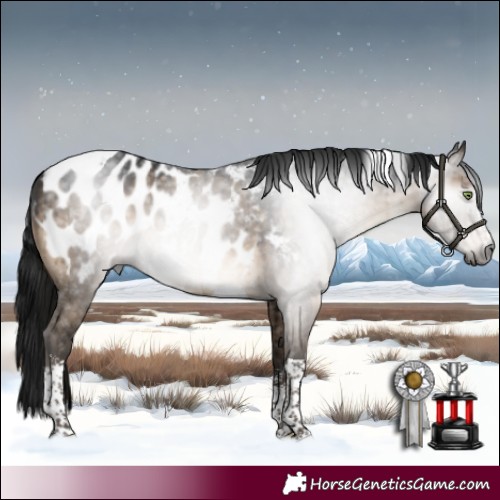 Horse Color:Gray Brown Dun Sabino Tobiano Appaloosa Rabicano Brindle 