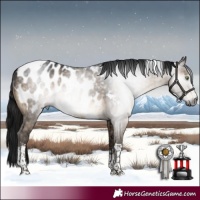 Horse Color:Gray Brown Dun Sabino Tobiano Appaloosa Rabicano Brindle 