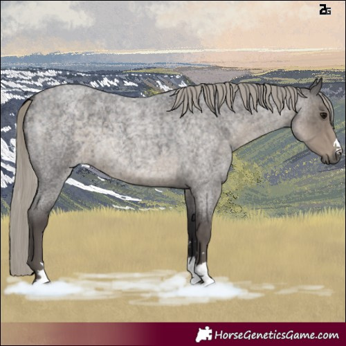 Horse Color:Silver Smoky Blue Roan 