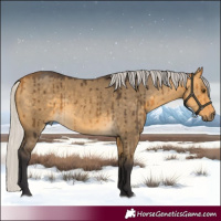 Horse Color:Silver Buckskin Dun Brindle 