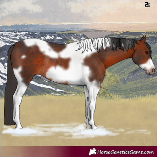 Horse Color:Bay Tobiano Frame Rabicano 