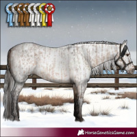 Horse Color:White Spotted Brown Roan Dun Varnish Rabicano  and Gray White Spotted Brown Dun Rabicano 