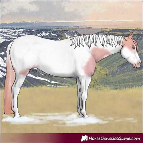 Horse Color:White Spotted Smoky Creme Tobiano Frame Rabicano 