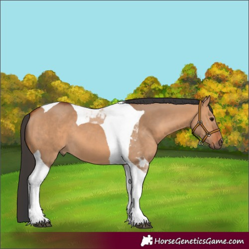 Horse Color:Bay Dun Tobiano 