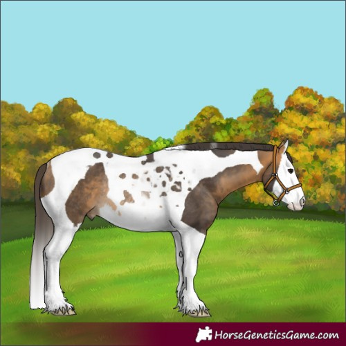 Horse Color:Buckskin Splash Tobiano Rabicano 