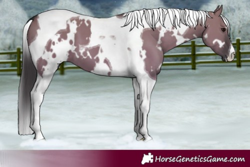 Horse Color:White Spotted Smoky Grullo Tobiano 