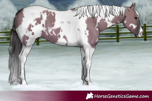 Horse Color:White Spotted Smoky Grullo Tobiano 