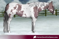 Horse Color:White Spotted Smoky Grullo Tobiano 