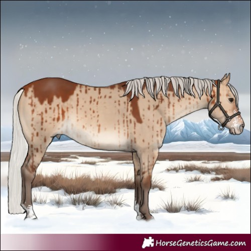 Horse Color:Silver Brown Dun Sabino Brindle 