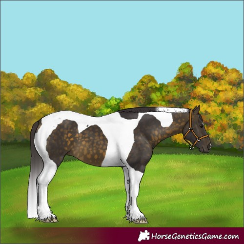 Horse Color:Buckskin Tobiano 
