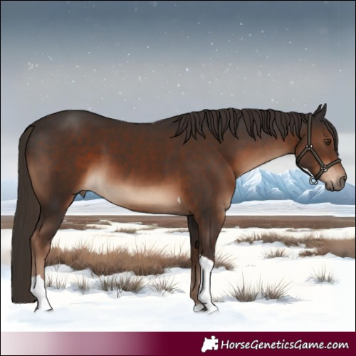 Horse Color:Liver Chestnut Tobiano 