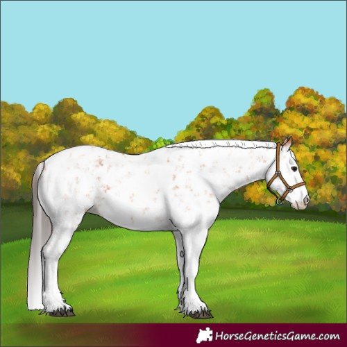 Horse Color:Bay Sabino Rabicano 