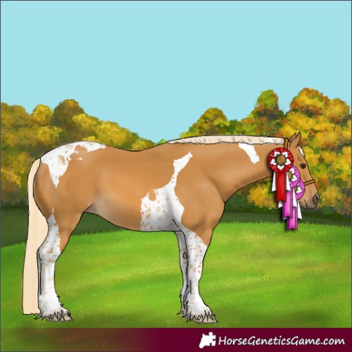 Horse Color:Palomino Tobiano 