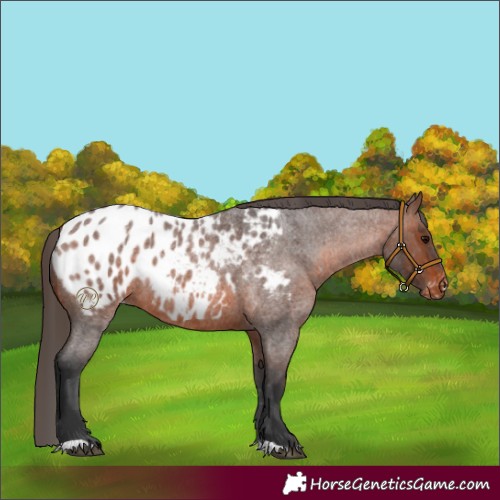Horse Color:Brown Roan Appaloosa 