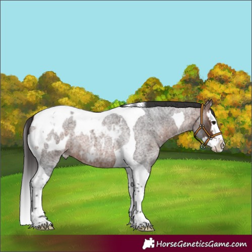 Horse Color:Bay Roan Splash Tobiano Appaloosa 